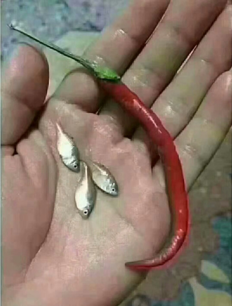 一塊錢買三條魚(yú)